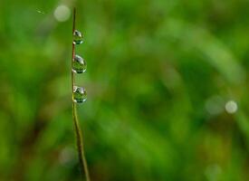 Drop of dew in morning on leaf photo