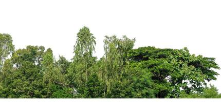 Green Trees isolated on white background.are Forest and foliage in summer for both printing and web pages with cut path and alpha channel photo
