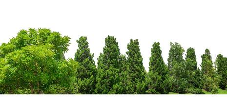 Green Trees isolated on white background.are Forest and foliage in summer for both printing and web pages with cut path and alpha channel photo