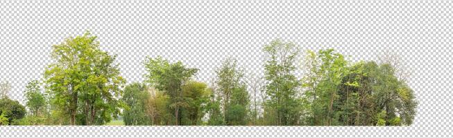 Green trees isolated on transparent background forest and summer foliage for both print and web with cut path and alpha channel photo