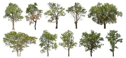 Collection tree cut out from original background and replace with white background for easy to selection. photo