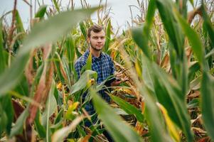 Agronomist holds tablet touch pad computer in the corn field and examining crops before harvesting. Agribusiness concept. agricultural engineer standing in a corn field with a tablet. photo