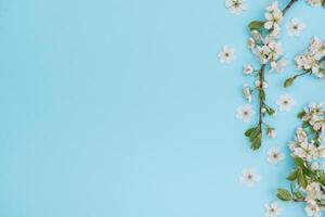 photo of spring white cherry blossom tree on blue background. View from above, flat lay, copy space. Spring and summer background.