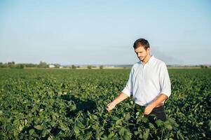 Agronomist holds tablet touch pad computer in the soy field and examining crops before harvesting. Agribusiness concept. agricultural engineer standing in a soy field with a tablet in summer. photo