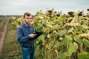 agrónomo sostiene tableta toque almohadilla computadora en el girasol campo y examinando cultivos antes de cosecha. agronegocios concepto. agrícola ingeniero en pie en un girasol campo con un tableta. foto