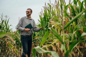 Agronomist holds tablet touch pad computer in the corn field and examining crops before harvesting. Agribusiness concept. agricultural engineer standing in a corn field with a tablet. photo
