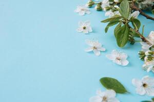 foto de primavera blanco Cereza florecer árbol en azul antecedentes. ver desde arriba, plano poner, Copiar espacio. primavera y verano antecedentes. Cereza florecer en un azul antecedentes