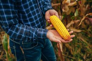 Agronomist holds tablet touch pad computer in the corn field and examining crops before harvesting. Agribusiness concept. agricultural engineer standing in a corn field with a tablet. photo