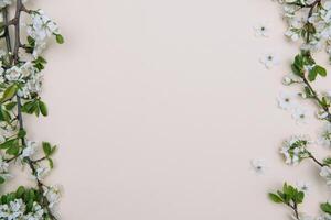 photo of spring white cherry blossom tree on pastel background. View from above, flat lay, copy space. Spring and summer background