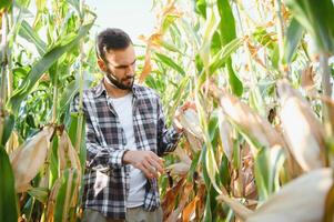 Farmer inspecting the years maize or sweetcorn harvest. photo