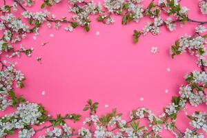 photo of spring white cherry blossom tree on pastel pink background. View from above, flat lay.