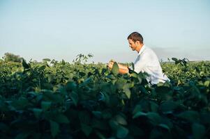 Agronomist holds tablet touch pad computer in the soy field and examining crops before harvesting. Agribusiness concept. agricultural engineer standing in a soy field with a tablet in summer. photo