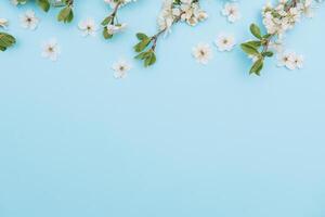 foto de primavera blanco Cereza florecer árbol en azul antecedentes. ver desde arriba, plano poner, Copiar espacio. primavera y verano antecedentes. Cereza florecer en un azul antecedentes