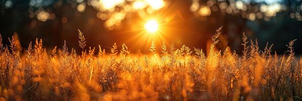 The sun sets behind a field of tall grass photo