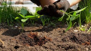 in crescita peperoni nel il giardino. avvicinamento di un' agricoltori mani trapianto piantine in il preparato suolo video