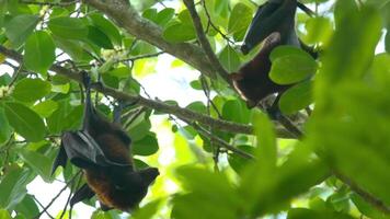Two flying foxes hang upside down on a tree. Then they fight. Wild animal flying fox poops video