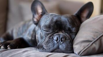 un negro perro es pacíficamente siesta en un sofá foto