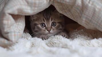 A small kitten poking its head out from under a cozy blanket photo