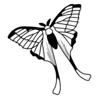 butterfly doodle outline drawing. simple Black line. vector