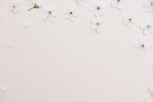 White pastel spring flower on color background . Cherry blossom flower illustration. spring and summer background. Top view photo