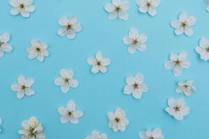 foto de primavera blanco Cereza florecer árbol en azul antecedentes. ver desde arriba, plano poner, Copiar espacio. primavera y verano antecedentes. Cereza florecer en un azul antecedentes