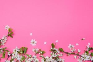 photo of spring white cherry blossom tree on pastel pink background. View from above, flat lay.