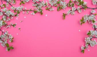 foto de primavera blanco Cereza florecer árbol en pastel rosado antecedentes. ver desde arriba, plano laico