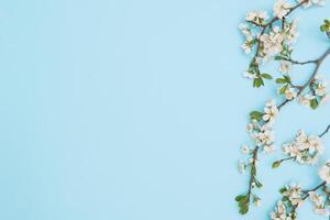 photo of spring white cherry blossom tree on blue background. View from above, flat lay, copy space. Spring and summer background.