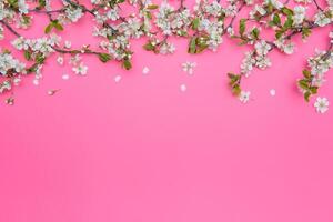 photo of spring white cherry blossom tree on pastel pink background. View from above, flat lay.