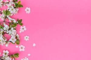 photo of spring white cherry blossom tree on pink background. View from above, flat lay, copy space. Spring and summer background