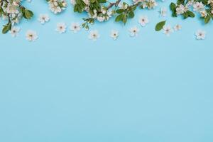 photo of spring white cherry blossom tree on blue background. View from above, flat lay, copy space. Spring and summer background. cherry blossom on a blue background