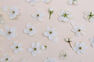 White pastel spring flower on color background . Cherry blossom flower illustration. spring and summer background. Top view. photo