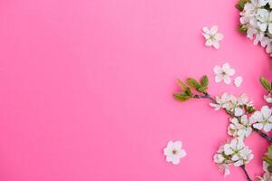 photo of spring white cherry blossom tree on pastel pink background. View from above, flat lay.