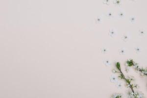 photo of spring white cherry blossom tree on pastel background. View from above, flat lay, copy space. Spring and summer background