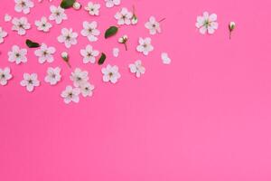 cherry flowers on the pink background. spring background photo