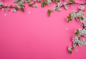 photo of spring white cherry blossom tree on pink background. View from above, flat lay, copy space. Spring and summer background