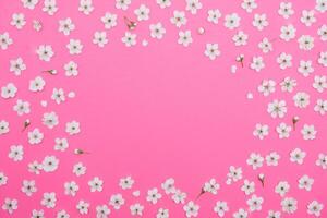 cherry flowers on the pink background. spring background. photo