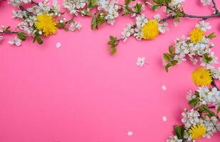 photo of spring white cherry blossom tree on pink background. View from above, flat lay, copy space. Spring and summer background