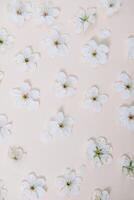 White pastel spring flower on color background . Cherry blossom flower illustration. spring and summer background. Top view. photo