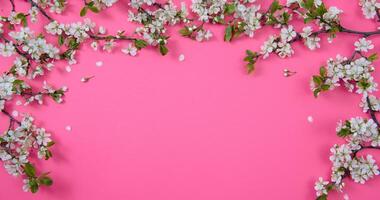 photo of spring white cherry blossom tree on pink background. View from above, flat lay, copy space. Spring and summer background.