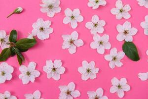 cherry flowers on the pink background. spring background. photo