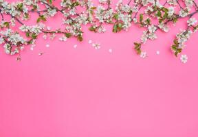 photo of spring white cherry blossom tree on pastel pink background. View from above, flat lay.