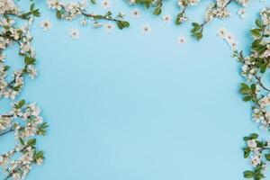 foto de primavera blanco Cereza florecer árbol en azul antecedentes. ver desde arriba, plano poner, Copiar espacio. primavera y verano antecedentes. Cereza florecer en un azul antecedentes