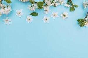 photo of spring white cherry blossom tree on blue background. View from above, flat lay, copy space. Spring and summer background. cherry blossom on a blue background