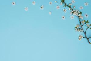 foto de primavera blanco Cereza florecer árbol en azul antecedentes. ver desde arriba, plano poner, Copiar espacio. primavera y verano antecedentes. Cereza florecer en un azul antecedentes