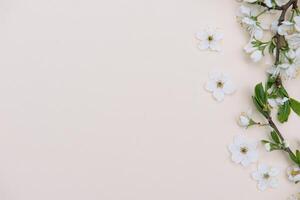 photo of spring white cherry blossom tree on pastel background. View from above, flat lay, copy space. Spring and summer background