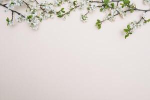 photo of spring white cherry blossom tree on pastel background. View from above, flat lay, copy space. Spring and summer background.