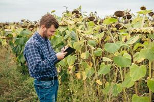 agrónomo sostiene tableta toque almohadilla computadora en el girasol campo y examinando cultivos antes de cosecha. agronegocios concepto. agrícola ingeniero en pie en un girasol campo con un tableta. foto