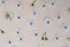 White pastel spring flower petals on color background . Cherry blossom petals illustration. photo