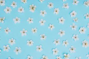 photo of spring white cherry blossom tree on blue background. View from above, flat lay, copy space. Spring and summer background. cherry blossom on a blue background